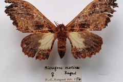 Cyrtogone colettae