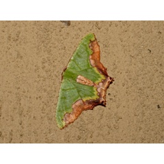 /filer/webapps/moths/media/images/P/papilio_Antharmostes_A_Roland.jpg