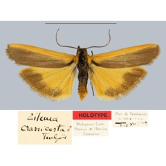 /filer/webapps/moths/media/images/C/crassicosta_Eilema_HT_MNHN.jpg