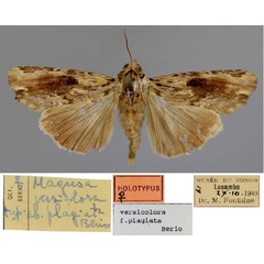 /filer/webapps/moths/media/images/P/plagiata_Callixena_HT_RMCA_01.jpg