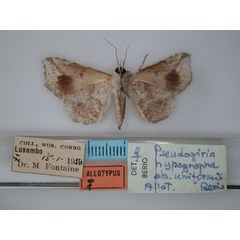 /filer/webapps/moths/media/images/U/uniformis_Pseudogiria_AT_RMCA_02.jpg