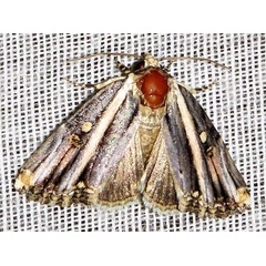 /filer/webapps/moths/media/images/R/rectiradiata_Anedhella_A_Braun_07.jpg