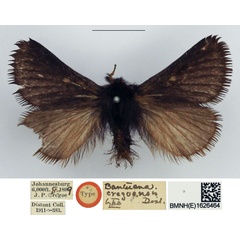 /filer/webapps/moths/media/images/C/cregoei_Bantuana_HT_NHMUK.jpg