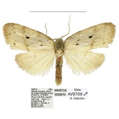 /filer/webapps/moths/media/images/C/coronaria_Spatulosia_AM_ANHRT_02.jpg