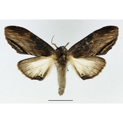 /filer/webapps/moths/media/images/C/centralis_Atrasana_AF_Basquin.jpg