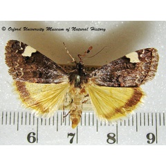 /filer/webapps/moths/media/images/T/trychaenoides_Acontia_A_OUMNH.jpg