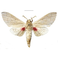 /filer/webapps/moths/media/images/O/oberprieleri_Neoclanis_HT_EMEMa.jpg