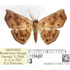 /filer/webapps/moths/media/images/A/arida_Pleuronodes_AF_BMNH_02.jpg