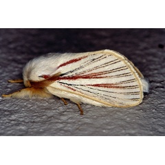 /filer/webapps/moths/media/images/N/nigrolineata_Grammodora_A_Roland_02.jpg