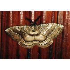 /filer/webapps/moths/media/images/E/edulis_Striphnopteryx_A_Roland_01.jpg