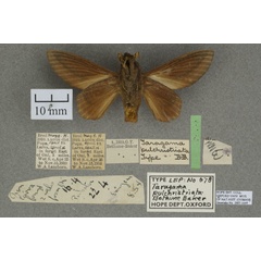 /filer/webapps/moths/media/images/P/pulchristriata_Cheligium_HT_OUMNHb_01.jpg