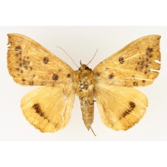 /filer/webapps/moths/media/images/K/klugii_Achaea_AF_TMSA_02.jpg