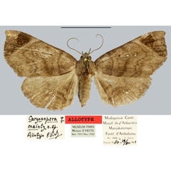 /filer/webapps/moths/media/images/M/mainty_Caryonopera_AT_MNHN.jpg