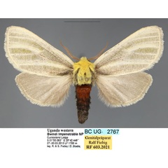 /filer/webapps/moths/media/images/E/ellenae_Antheua_PTM_Fiebig.jpg