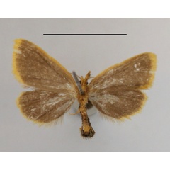 /filer/webapps/moths/media/images/T/thysanota_Laelioprocyis_A_MGCLb_01.JPG