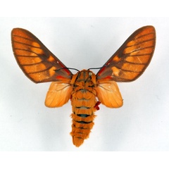 /filer/webapps/moths/media/images/C/caeruleifascia_Balacra_AM_ZSM_01.jpg