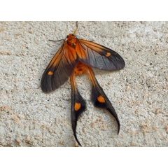 /filer/webapps/moths/media/images/F/fulveolans_Semioptila_A_Voaden.JPG
