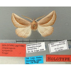 /filer/webapps/moths/media/images/S/sympatrica_Drepanogynis_HT_TMSA.jpg
