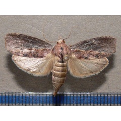 /filer/webapps/moths/media/images/M/mellonella_Galleria_A_Goff_03.jpg