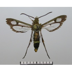 /filer/webapps/moths/media/images/T/tricinctus_Tipulamima_AF_TMSA.jpg