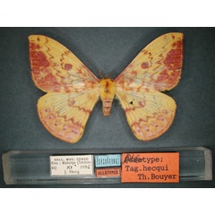 /filer/webapps/moths/media/images/H/hecqui_Tagoropsis_AT_RMCA_01.jpg