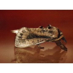 /filer/webapps/moths/media/images/N/natalica_Kroonia_A_Roland_05.jpg