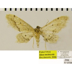 /filer/webapps/moths/media/images/M/monticola_Idaea_PTM_ZSM.jpg