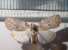 /usr/local/www/sites/moths/media/images/V/virgulana_Pardasena_AF_Bippus.jpg
