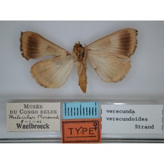 /filer/webapps/moths/media/images/V/verecundoides_Minucia_HT_RMCA_02.jpg