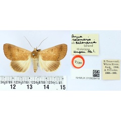 /filer/webapps/moths/media/images/S/selenaria_Anua_ST_BMNH.jpg
