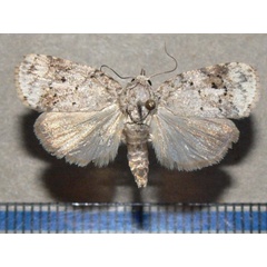 /filer/webapps/moths/media/images/R/roeselioides_Pardasena_A_Goffa_01.jpg