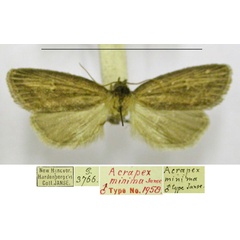 /filer/webapps/moths/media/images/M/minima_Acrapex_HT_TMSA.jpg