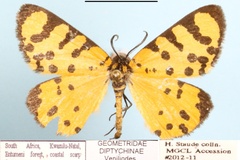 Veniliodes inflammata