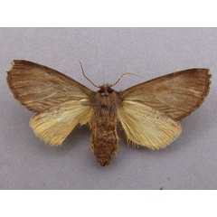 /filer/webapps/moths/media/images/B/bicolor_Sarimarais_A_Baron_02.jpg