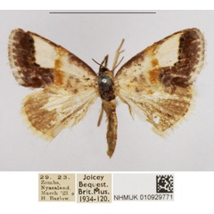 /filer/webapps/moths/media/images/A/albigrisea_Negeta_AF_NHMUK.jpg
