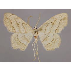 /filer/webapps/moths/media/images/C/curvimargo_Scopula_A_ZSM_01.jpg