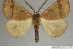 Odontopera ochroneura dicyrta