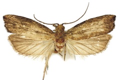 Bactra omoiosa