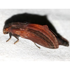 /filer/webapps/moths/media/images/L/lineatum_Cheligium_A_Wursten_01.jpg