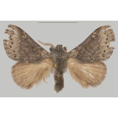 /filer/webapps/moths/media/images/M/mason_Haplopacha_HT_USTTB.jpg