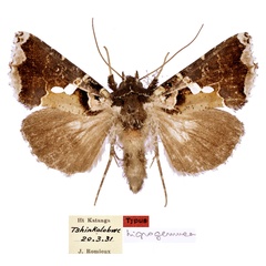 /filer/webapps/moths/media/images/N/nigrogemmea_Phytometra_HT_MHNG.jpg