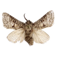 /filer/webapps/moths/media/images/P/pittawayi_Mirocossus_HT_BMNH.jpg