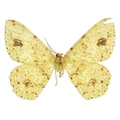 /filer/webapps/moths/media/images/A/aristophanousi_Afroracotis_PTM_ZSM.jpg