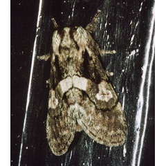 /filer/webapps/moths/media/images/M/mediata_Rhenea_A_Roland_01.jpg