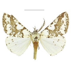 /filer/webapps/moths/media/images/P/pseudocommaculata_Nothabraxas_PTM_ZSM.jpg