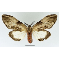 /filer/webapps/moths/media/images/S/schoutedeni_Fentonina_AM_Basquin_04.jpg