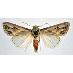 /filer/webapps/moths/media/images/S/sardzeana_Agrotis_AM_NHMO.jpg