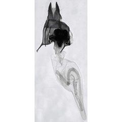 /filer/webapps/moths/media/images/S/soyema_Sesamia_GFHT_MNHN_882.jpg