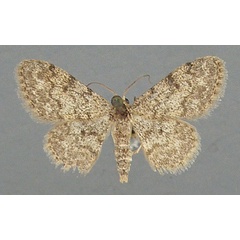 /filer/webapps/moths/media/images/T/torrida_Idaea_AM_TMSA.jpg