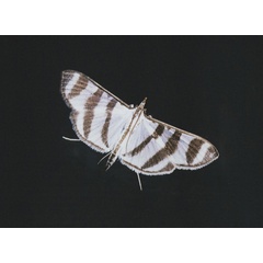 /filer/webapps/moths/media/images/P/phenice_Zebronia_A_Roland_06.jpg